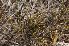 Marasmodes fasciculata