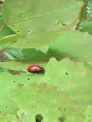 Chrysomela saliceti