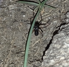 Corinninae