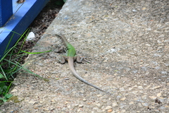 Ameiva ameiva