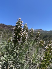 Echium virescens image