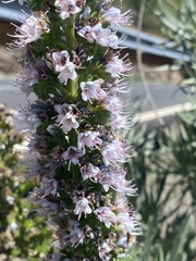 Echium virescens image