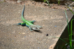 Ameiva ameiva