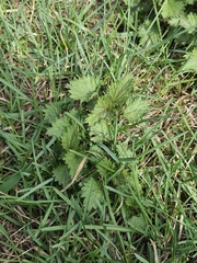 Urtica dioica