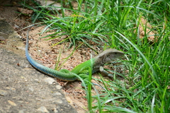 Ameiva ameiva