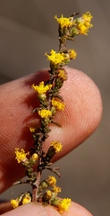 Marasmodes fasciculata