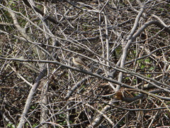 Phoenicurus phoenicurus