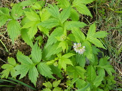 Hydrophyllum fendleri