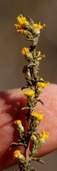Marasmodes fasciculata