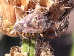 Agonoscelis versicoloratus