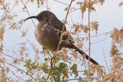 Toxostoma crissale
