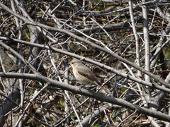 Phoenicurus phoenicurus