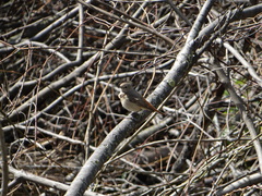 Phoenicurus phoenicurus