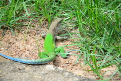 Ameiva ameiva