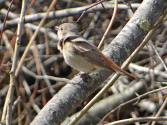 Phoenicurus phoenicurus