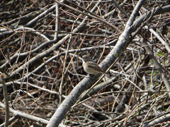 Phoenicurus phoenicurus