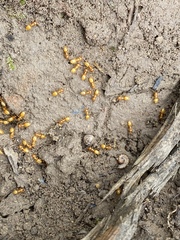 Lasius claviger