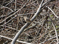 Phoenicurus phoenicurus