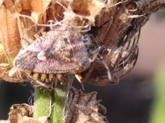 Agonoscelis versicoloratus