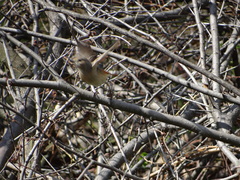 Phoenicurus phoenicurus