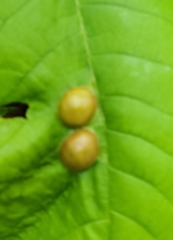 Phylloxera caryaeglobuli