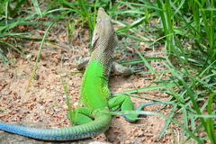 Ameiva ameiva
