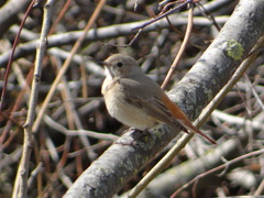 Phoenicurus phoenicurus