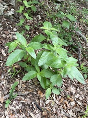 Ruellia drummondiana