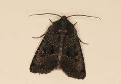 Neumichtis prolifera