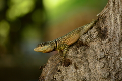 Tropidurus