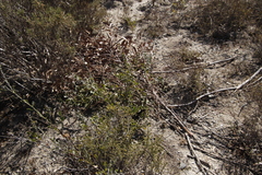 Marasmodes fasciculata