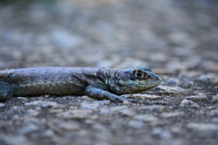 Tropidurus