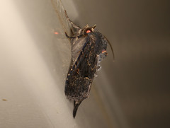 Neumichtis prolifera