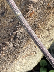 Camponotus inaequalis