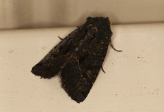 Neumichtis prolifera