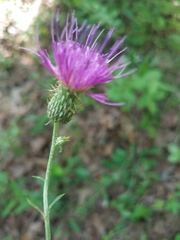 Cirsium carolinianum