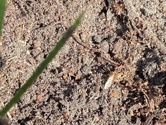 Camponotus inaequalis