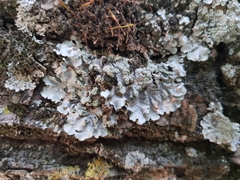 Punctelia borreri