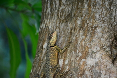Tropidurus