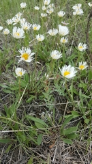 Erigeron glabellus