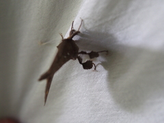 Olceclostera indentata