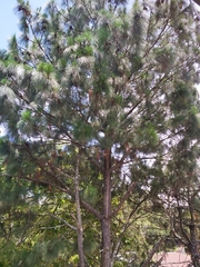 Pinus