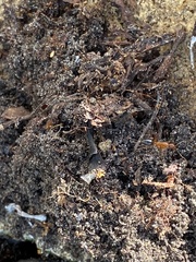 Camponotus inaequalis