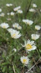 Erigeron glabellus