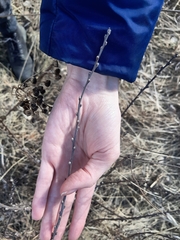 Chamaecytisus ruthenicus