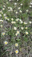 Erigeron glabellus