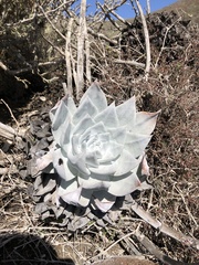 Dudleya anthonyi