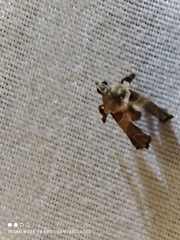 Clydonopteron sacculana
