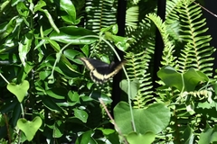 Battus polydamas lucayus