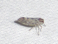 Cedusa maculata
